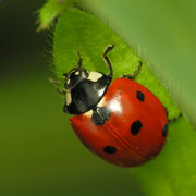 Petite coccinelle