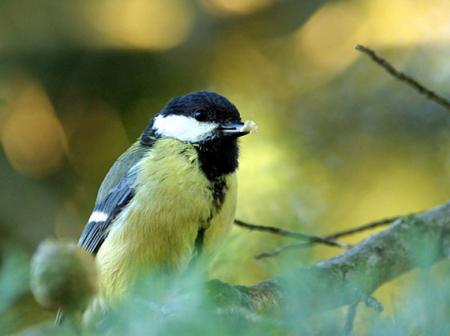 Une petite mésange