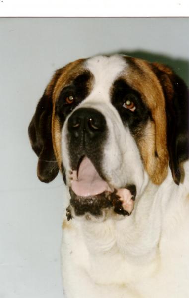 Mon saint-bernard 