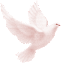 Comme un oiseau